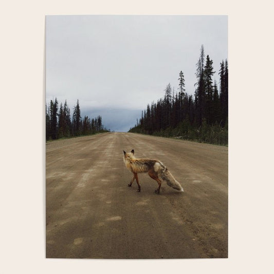 Road Fox Poster Gallery Image 2