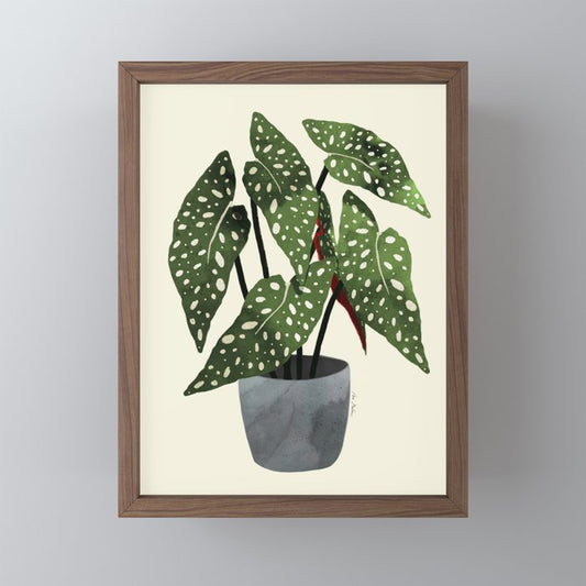 begonia maculata interior plant Mini Art Print Gallery Image 2