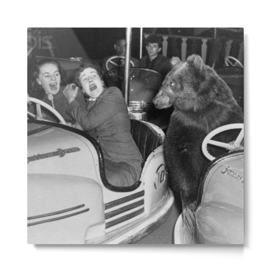 Bear with me; bear riding bumper cars scary women at carnival vintage black and white photograph - photography - photographs wall decor Metal Print Gallery Image 2