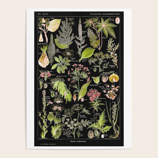 Adolphe Millot - Plantes dangereuses A (dangerous plants A) Poster Gallery Image 2