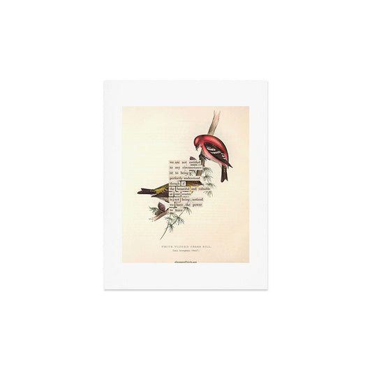 Bird Divinations: White-Winged Cross Bill (about: almanacofbirds.org) Art Print Gallery Image 2