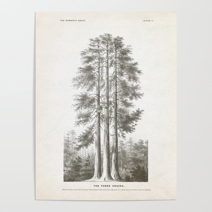 Sequoia Tree Illustration - The Three Graces at Mariposa Grove in Yosemite National Park Poster Gallery Image 4