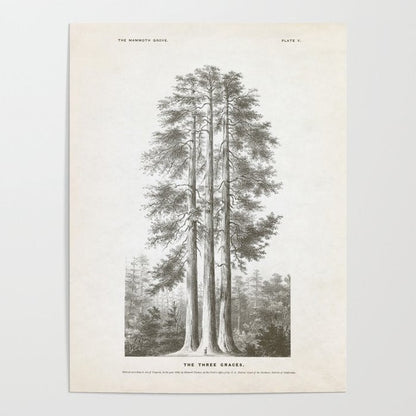 Sequoia Tree Illustration - The Three Graces at Mariposa Grove in Yosemite National Park Poster Gallery Image 3