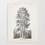 Sequoia Tree Illustration - The Three Graces at Mariposa Grove in Yosemite National Park Poster Gallery Image 1