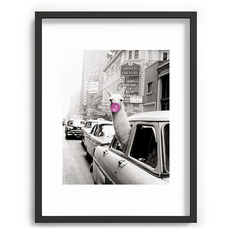 Perfect Pink Bubble Gum Llama taking a New York Taxi black and white photograph Framed Art Print Gallery Image 84