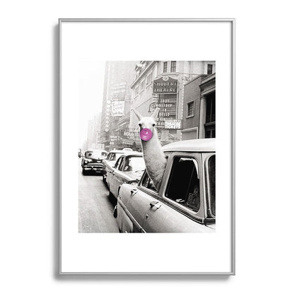 Perfect Pink Bubble Gum Llama taking a New York Taxi black and white photograph Framed Art Print Gallery Image 132