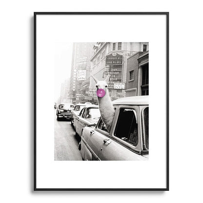 Perfect Pink Bubble Gum Llama taking a New York Taxi black and white photograph Framed Art Print Gallery Image 115