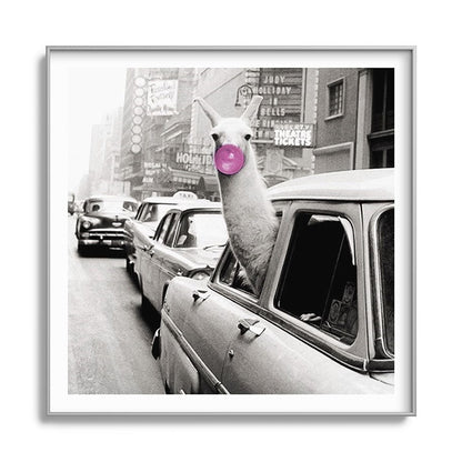 Perfect Pink Bubble Gum Llama taking a New York Taxi black and white photograph Framed Art Print Gallery Image 141