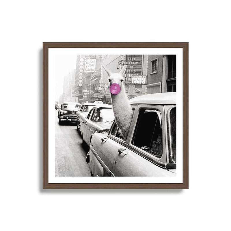 Perfect Pink Bubble Gum Llama taking a New York Taxi black and white photograph Framed Art Print Gallery Image 17