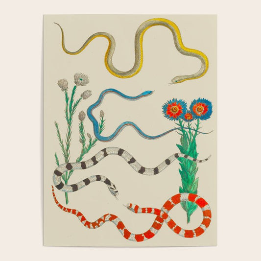Locupletissimi rerum naturalium - vol. 2 - Albertus Seba Colorful Snake Floral Arrangement Poster Gallery Image 1