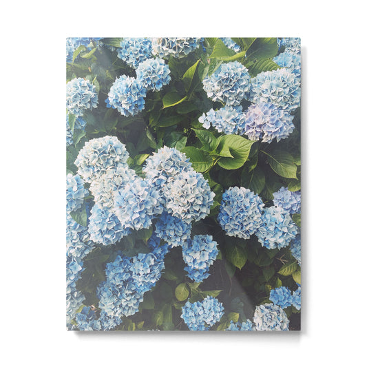 Blue Hydrangea Metal Print Gallery Image 1