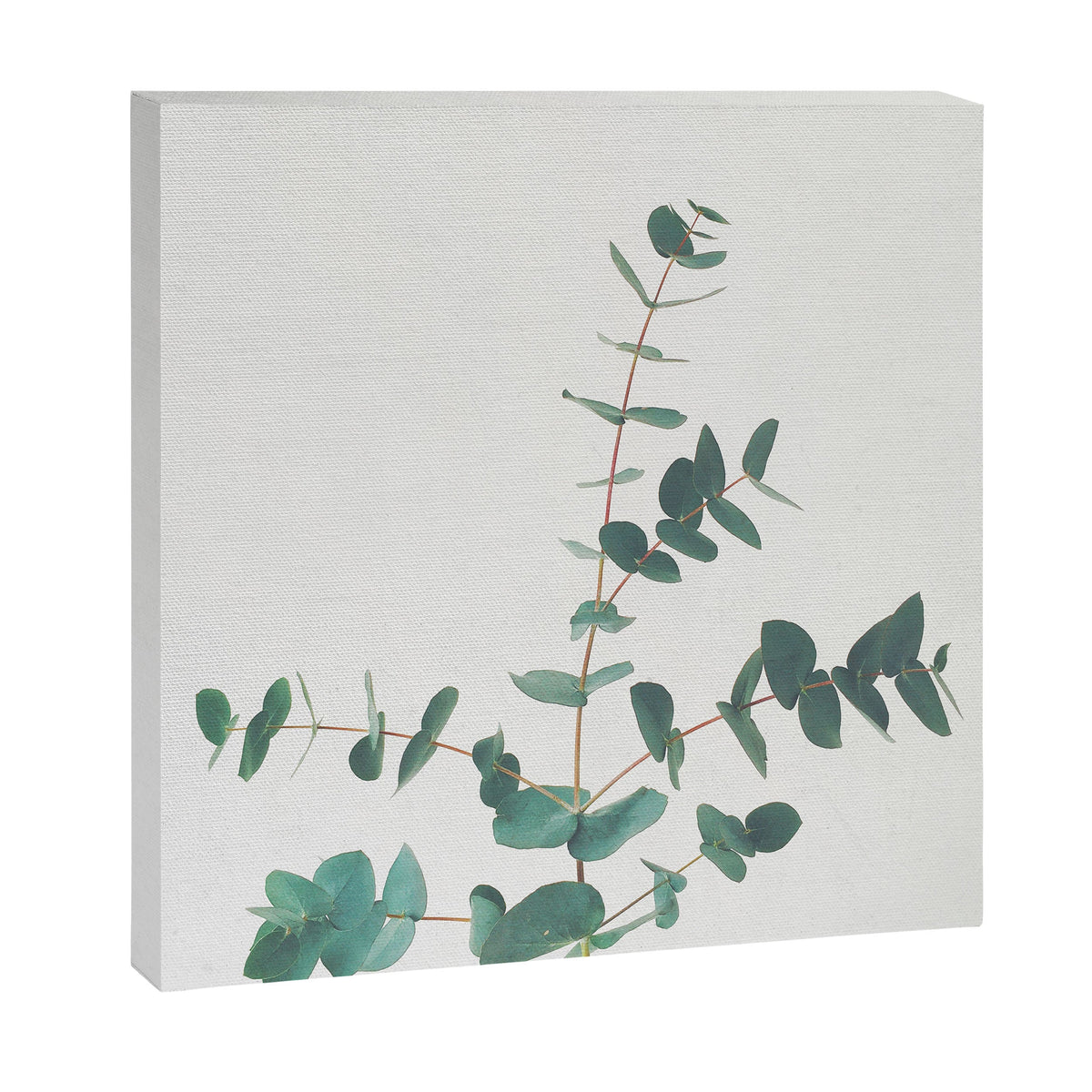 Eucalyptus Canvas Print Gallery Image 6