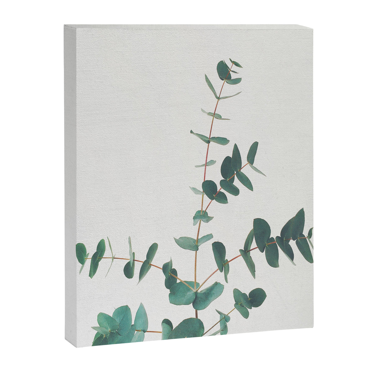 Eucalyptus Canvas Print Gallery Image 3