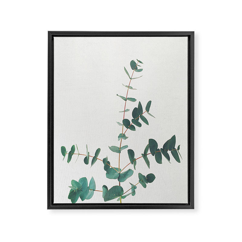 Eucalyptus Framed Canvas Print Gallery Image 1