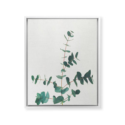 Eucalyptus Framed Canvas Print Gallery Image 28