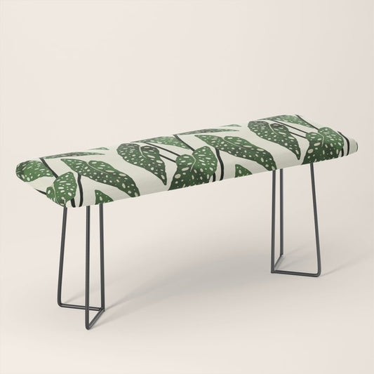 begonia maculata interior plant Bench Gallery Image 1