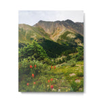 Loveland Pass Paintbrush Metal Print Gallery Image 1