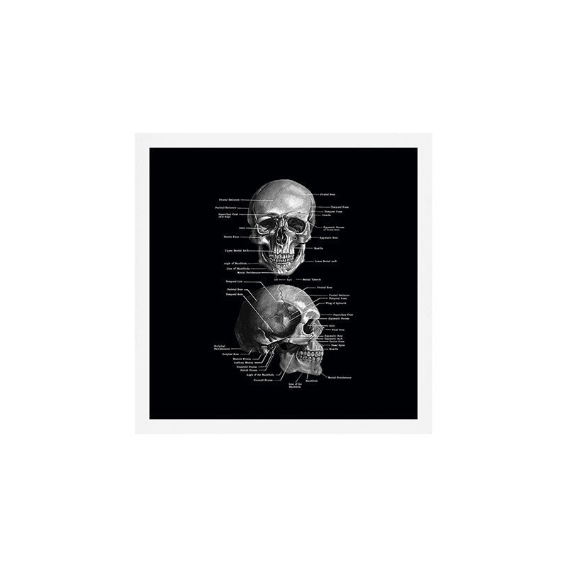 Skull Anatomy - Dark Version Art Print Gallery Image 2