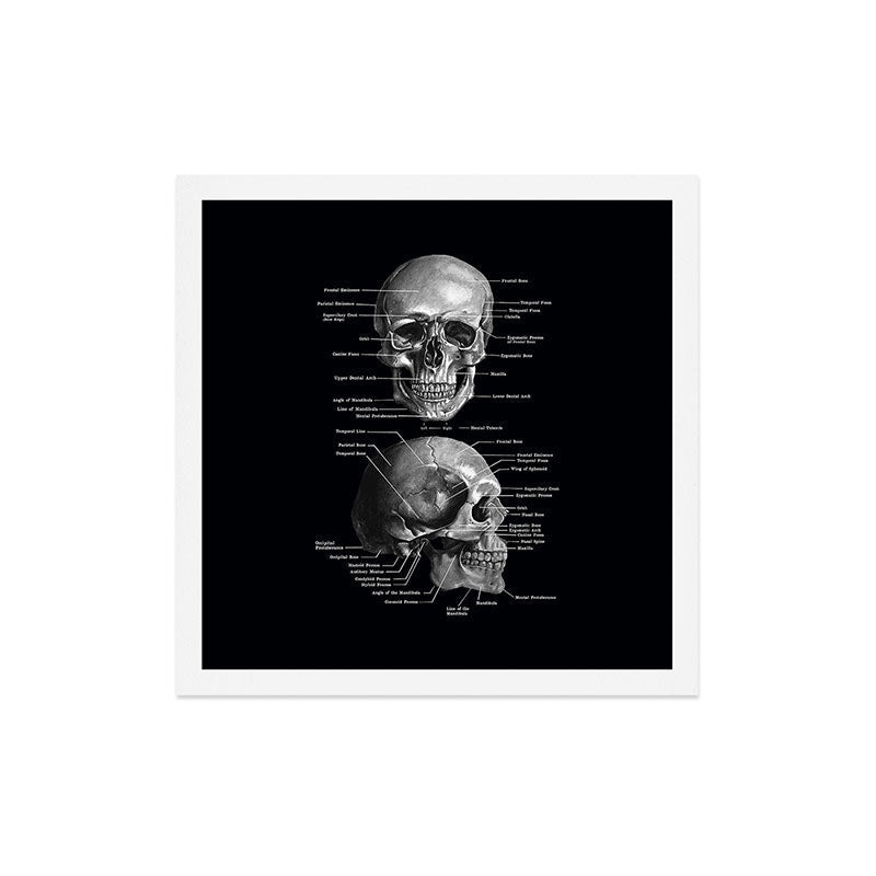 Skull Anatomy - Dark Version Art Print Gallery Image 5