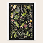 Adolphe Millot - Plantes dangereuses A (dangerous plants A) Poster Gallery Image 1