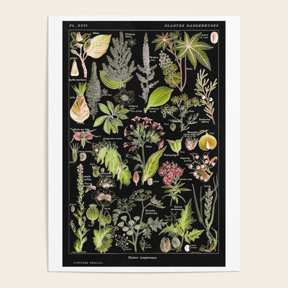 Adolphe Millot - Plantes dangereuses A (dangerous plants A) Poster Gallery Image 2