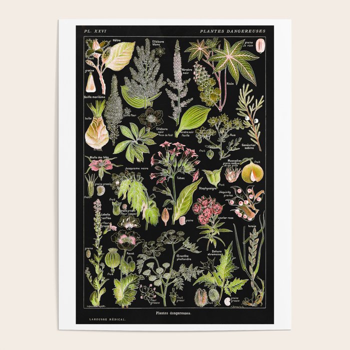 Adolphe Millot - Plantes dangereuses A (dangerous plants A) Poster Gallery Image 4
