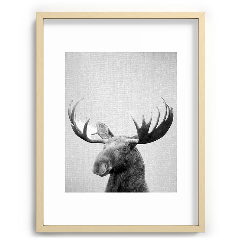Moose - Black & White Framed Art Print Gallery Image 100