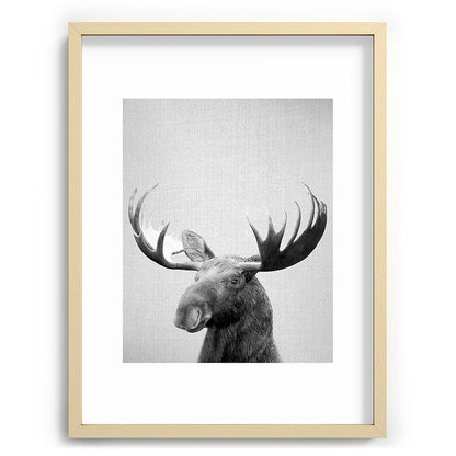 Moose - Black & White Framed Art Print Gallery Image 100