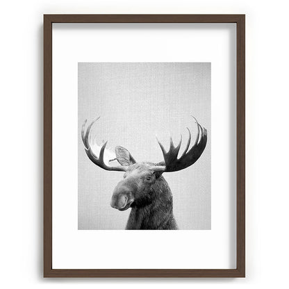 Moose - Black & White Framed Art Print Gallery Image 92