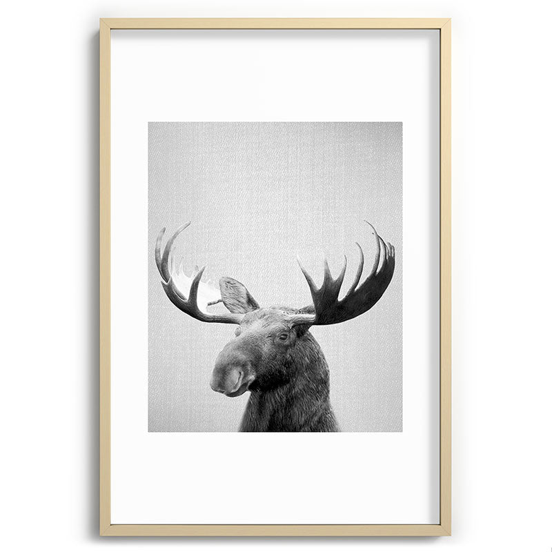 Moose - Black & White Framed Art Print Gallery Image 102