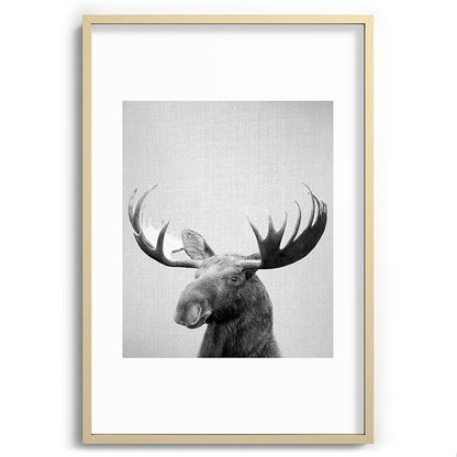 Moose - Black & White Framed Art Print Gallery Image 102