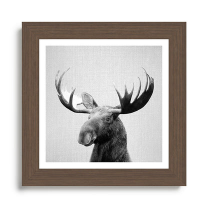 Moose - Black & White Framed Art Print Gallery Image 57