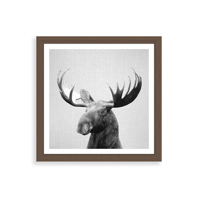 Moose - Black & White Framed Art Print Gallery Image 60