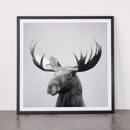 Moose - Black & White Framed Art Print Gallery Image 55