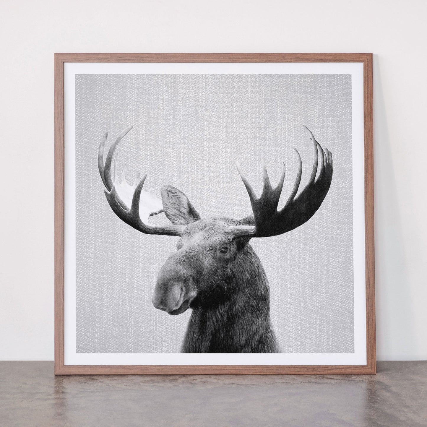 Moose - Black & White Framed Art Print Gallery Image 66