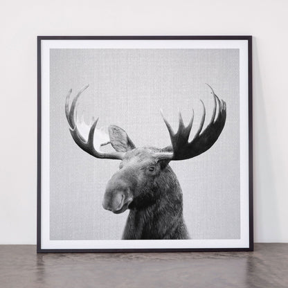 Moose - Black & White Framed Art Print Gallery Image 11