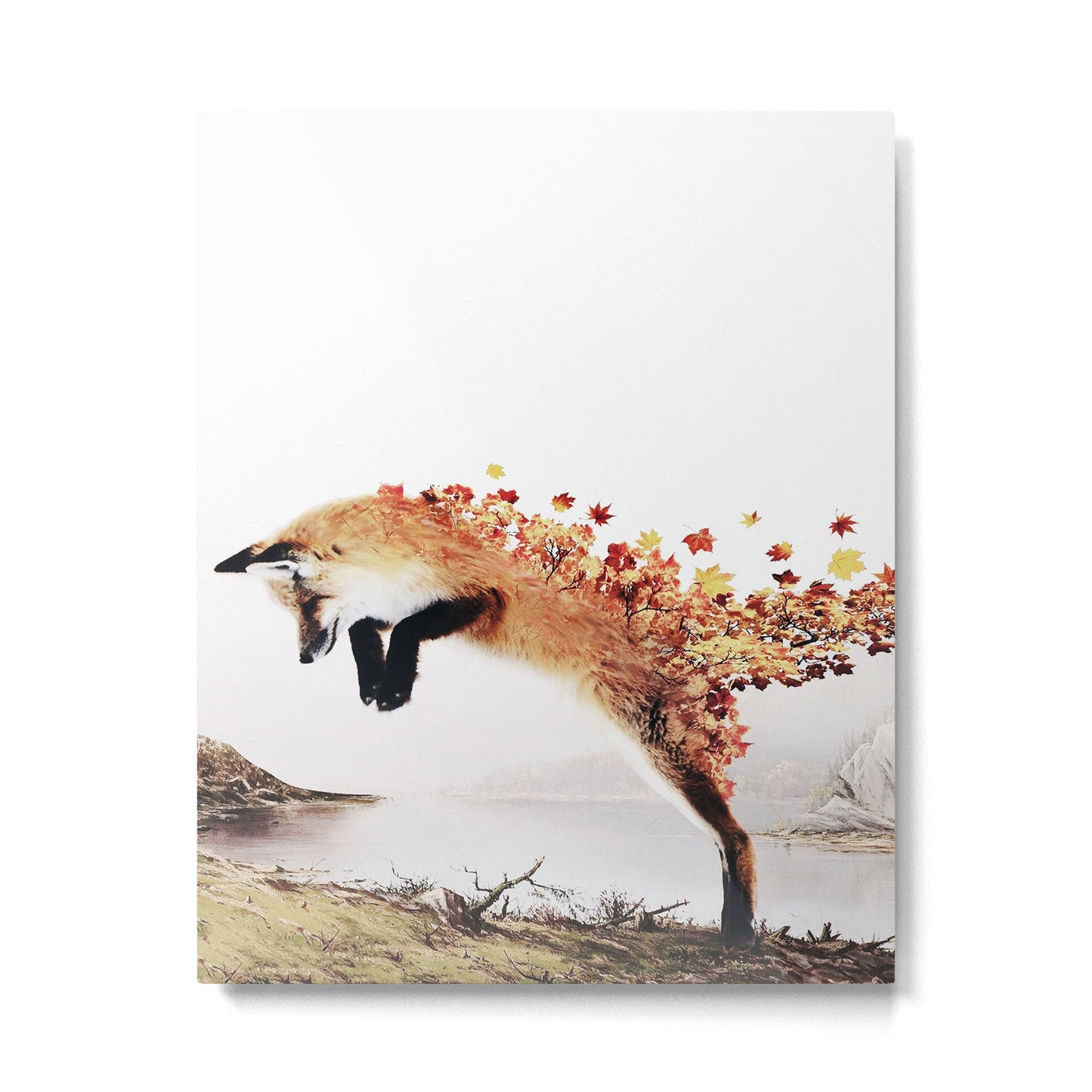 Autumn Fox Metal Print Gallery Image 6