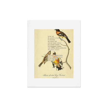 Bird Divinations: Black-headed Song-grosbeak (about: almanacofbirds.org) Art Print Gallery Image 5