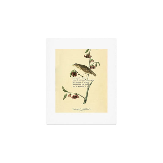 Bird Divinations: Dwarf Thrush (about: almanacofbirds.org) Art Print Gallery Image 1