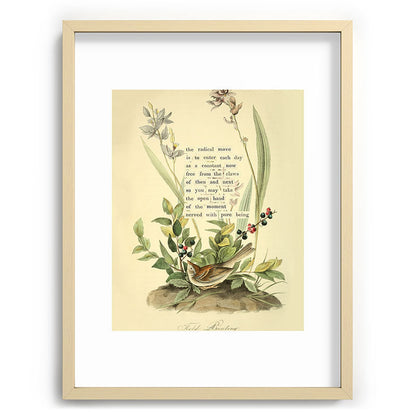 Bird Divinations: Field Bunting (about: almanacofbirds.org) Framed Art Print Gallery Image 73