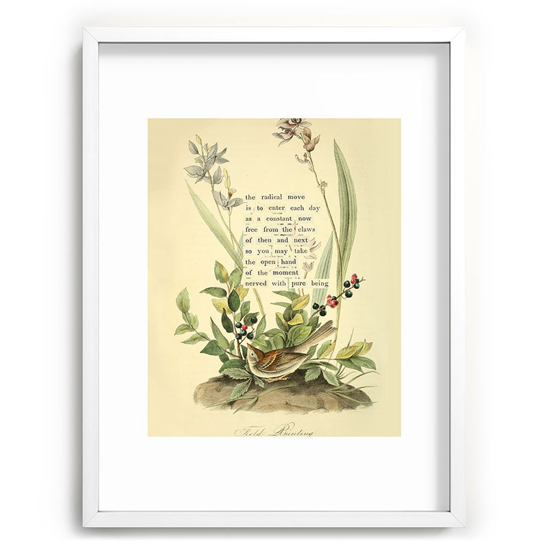 Bird Divinations: Field Bunting (about: almanacofbirds.org) Framed Art Print Gallery Image 79