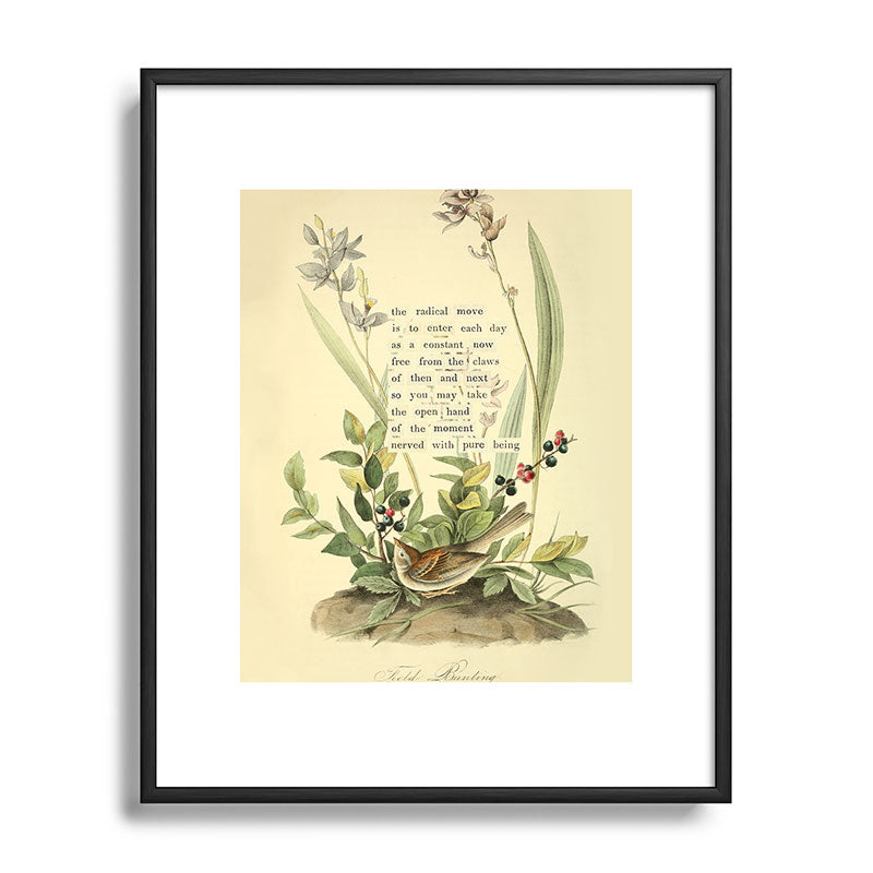 Bird Divinations: Field Bunting (about: almanacofbirds.org) Framed Art Print Gallery Image 82