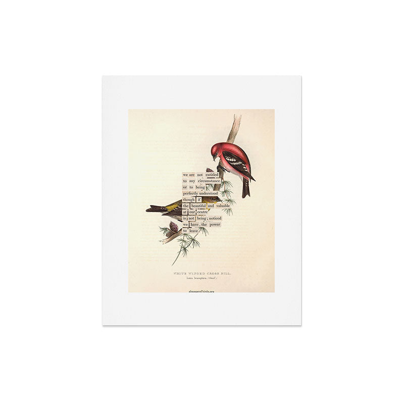 Bird Divinations: White-Winged Cross Bill (about: almanacofbirds.org) Art Print Gallery Image 4