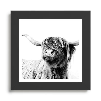 HIGHLAND CATTLE FRIDA Framed Art Print Gallery Image 46