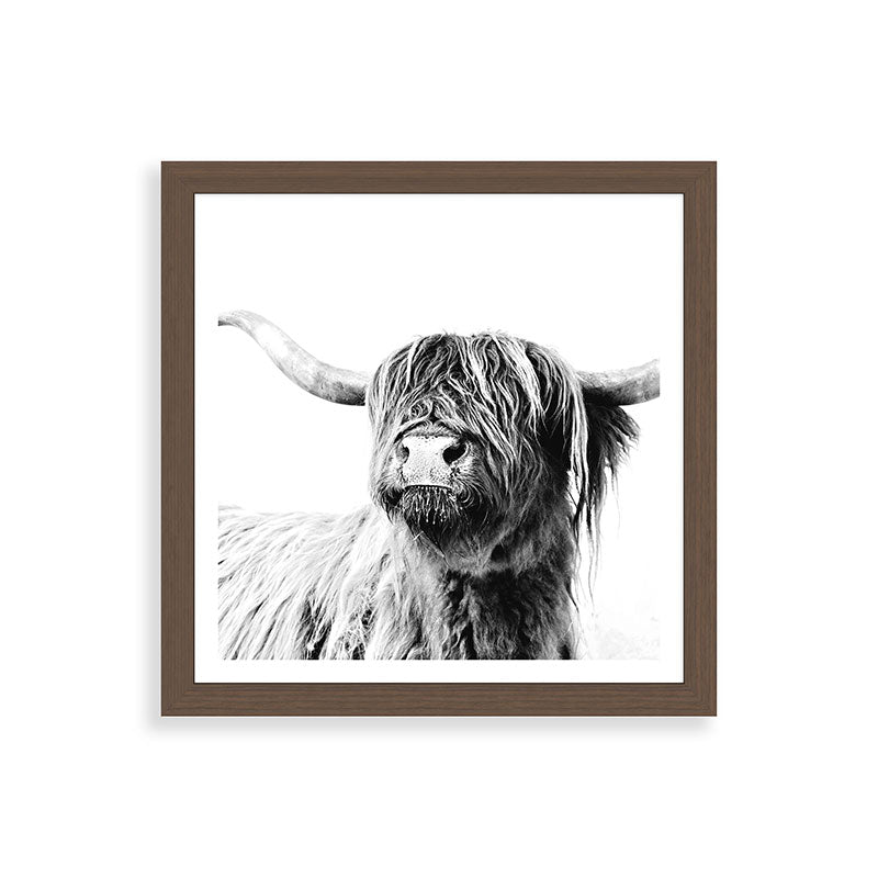 HIGHLAND CATTLE FRIDA Framed Art Print Gallery Image 60
