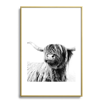 HIGHLAND CATTLE FRIDA Framed Art Print Gallery Image 123