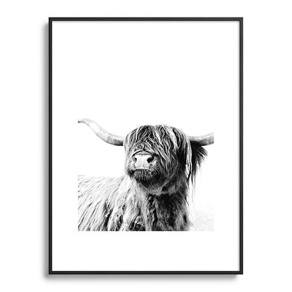 HIGHLAND CATTLE FRIDA Framed Art Print Gallery Image 116