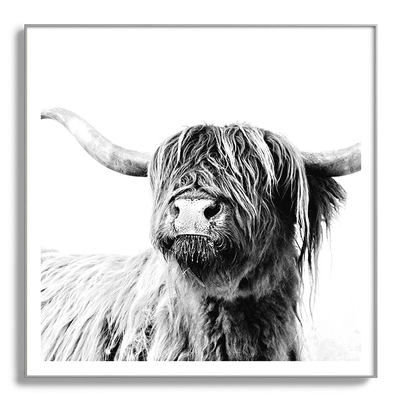 HIGHLAND CATTLE FRIDA Framed Art Print Gallery Image 142