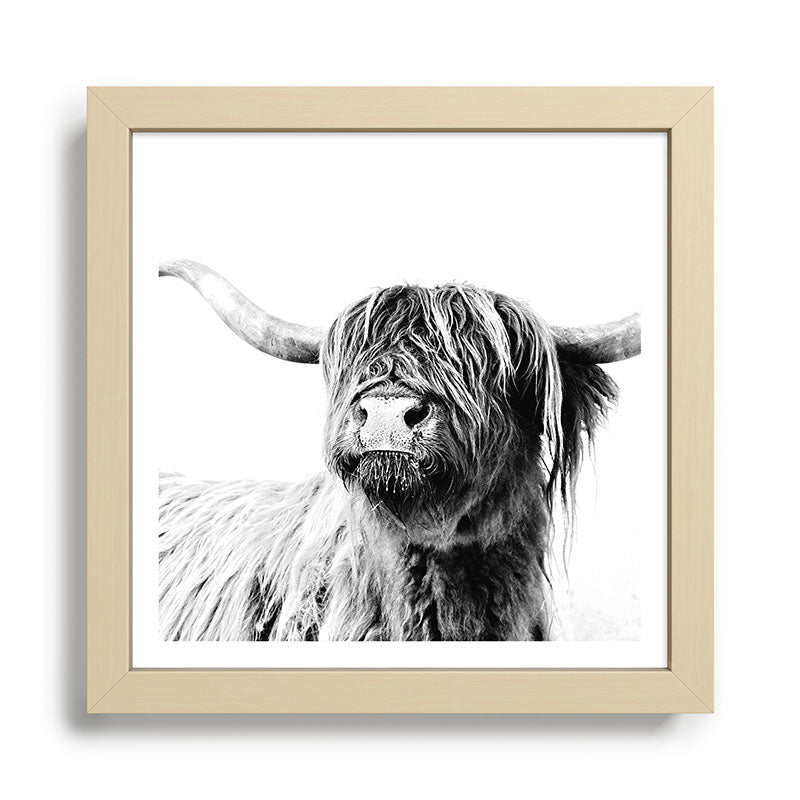 HIGHLAND CATTLE FRIDA Framed Art Print Gallery Image 24