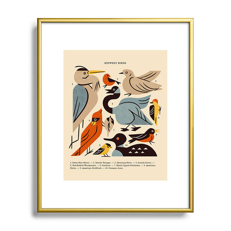 Midwest Birds Guide Framed Art Print Gallery Image 121